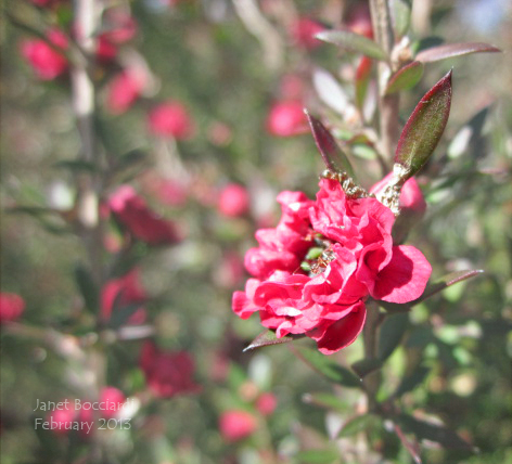 New Zealand Tea Tree close up