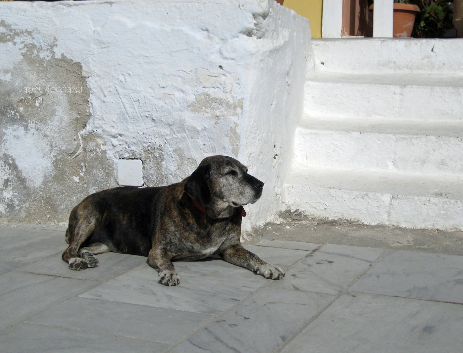 Old dog in Santorini