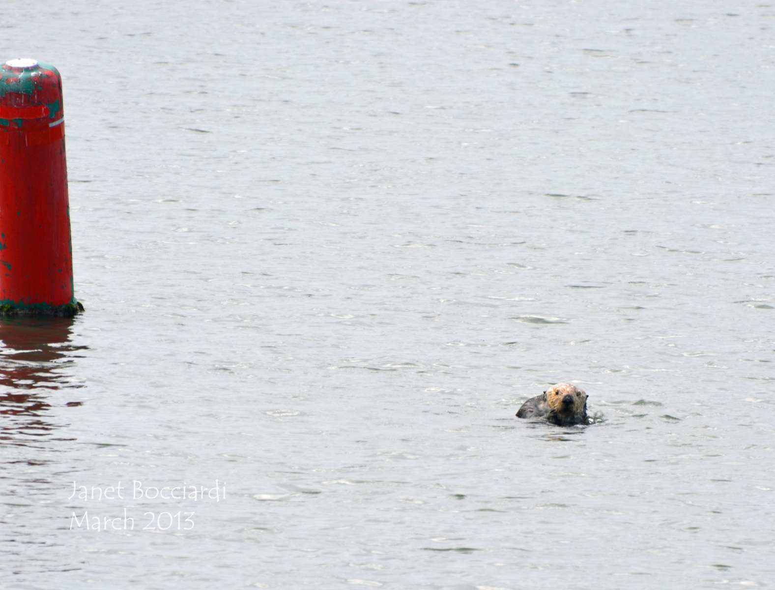 otter at Moss Landing