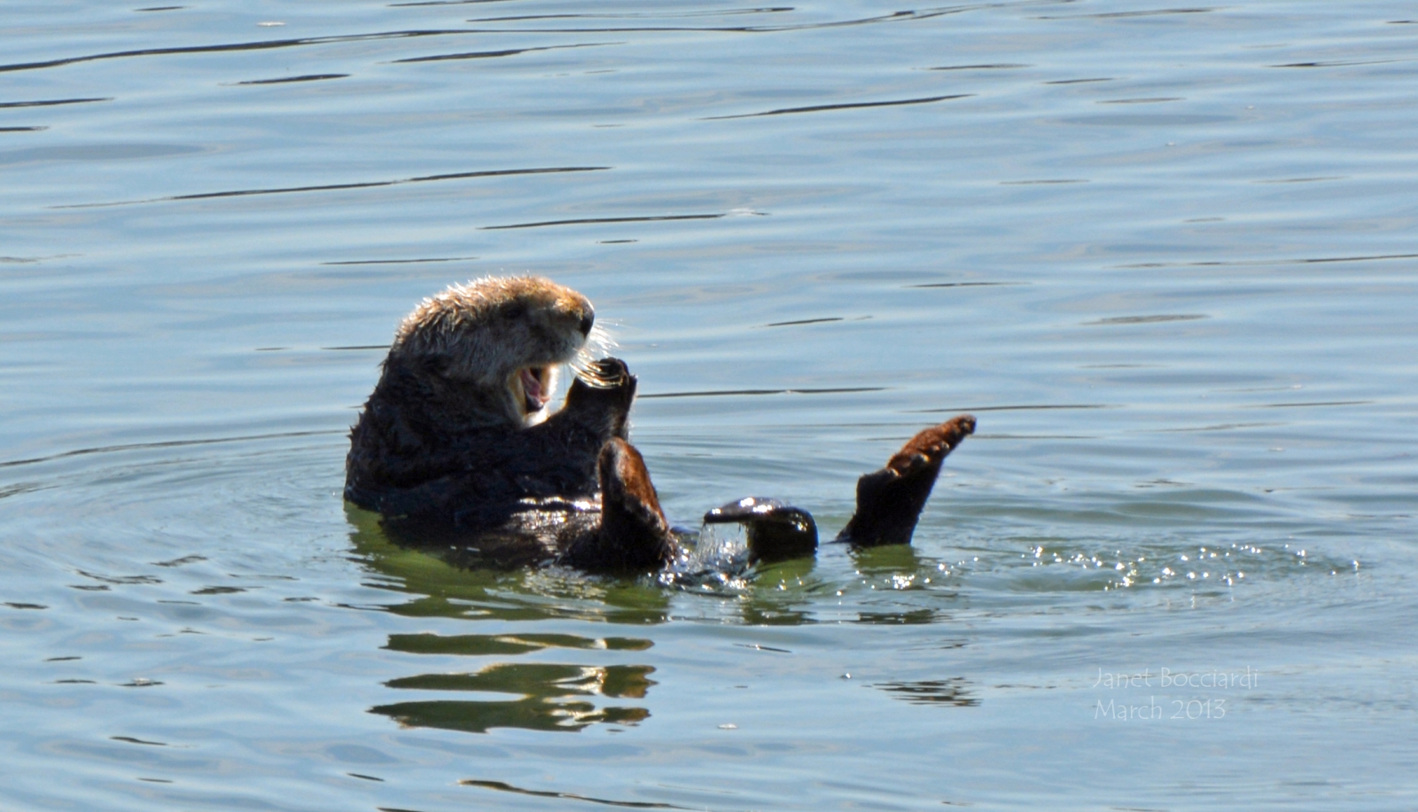 Otter in Monterey Bay