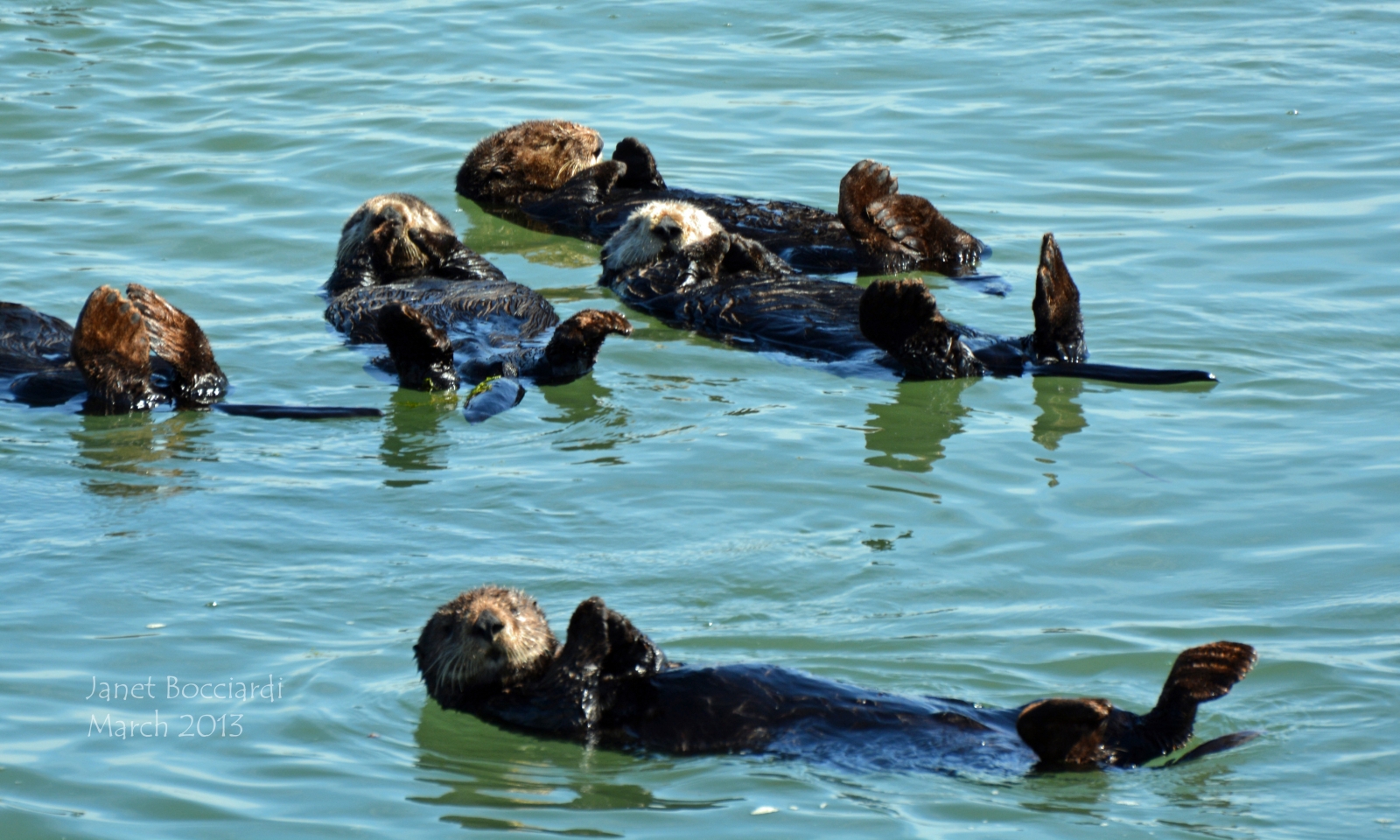 Otters, Monterey Bay, CA