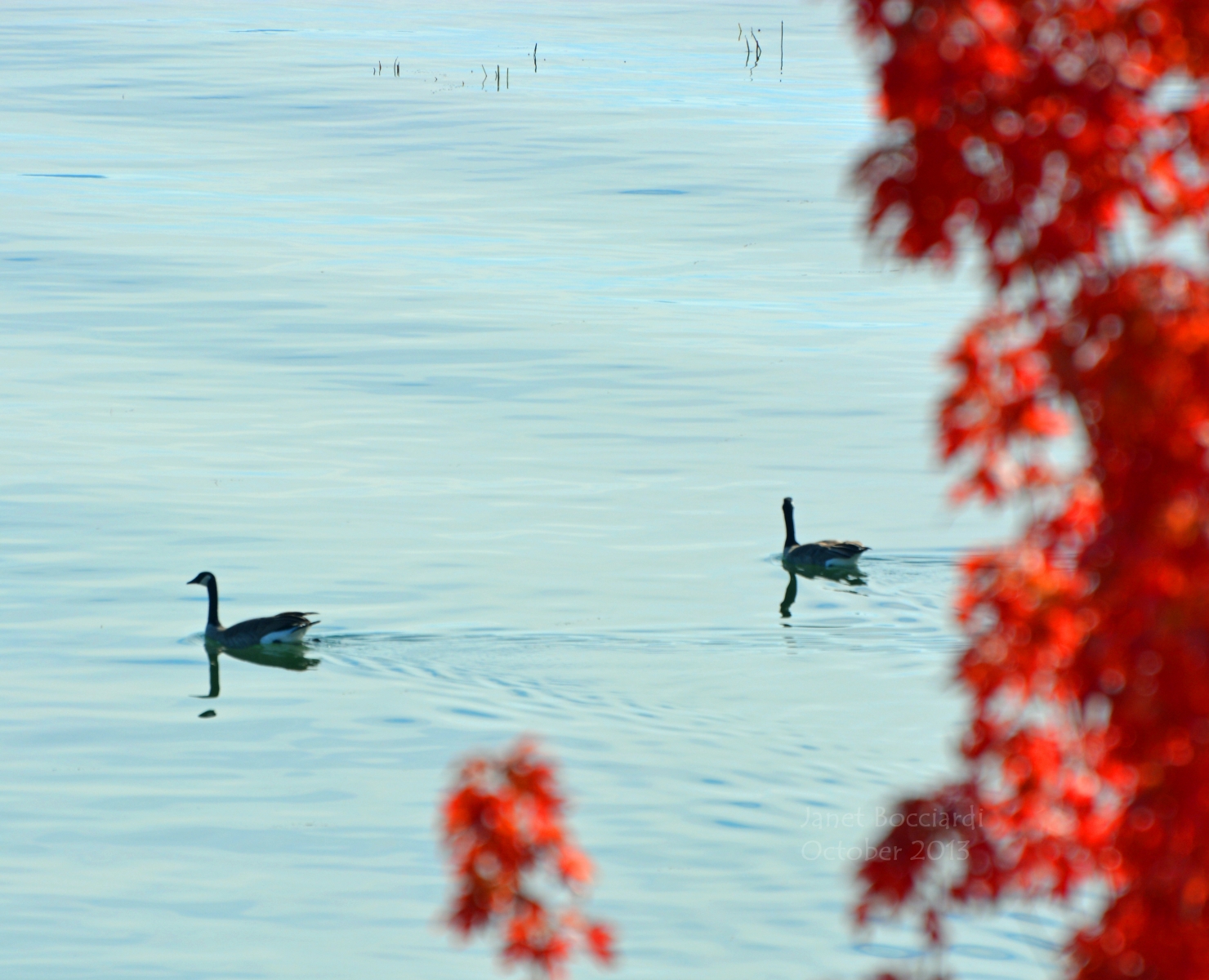 Geese on lake in Autumn.