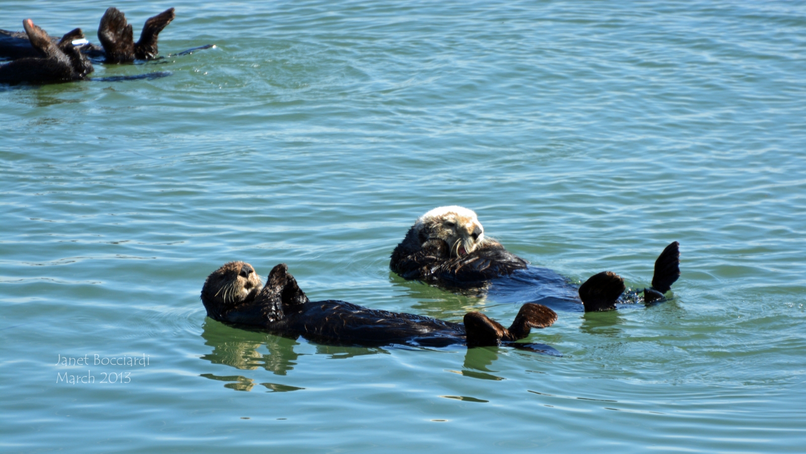 Pair of otters, Monterey Bay, CA