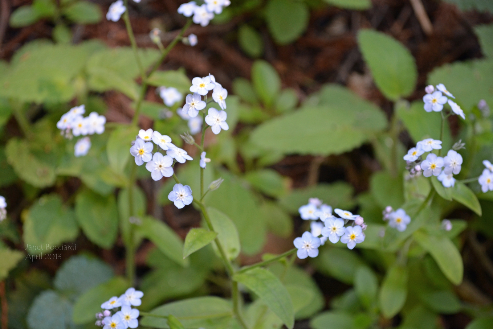Pale Blue Wildflower
