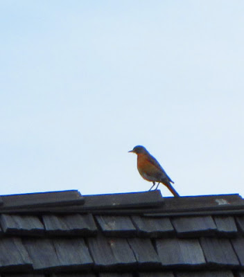 Papa Robin watching nest from roof top