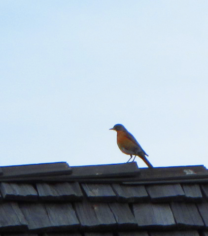 Male Robin watching nest from top of house