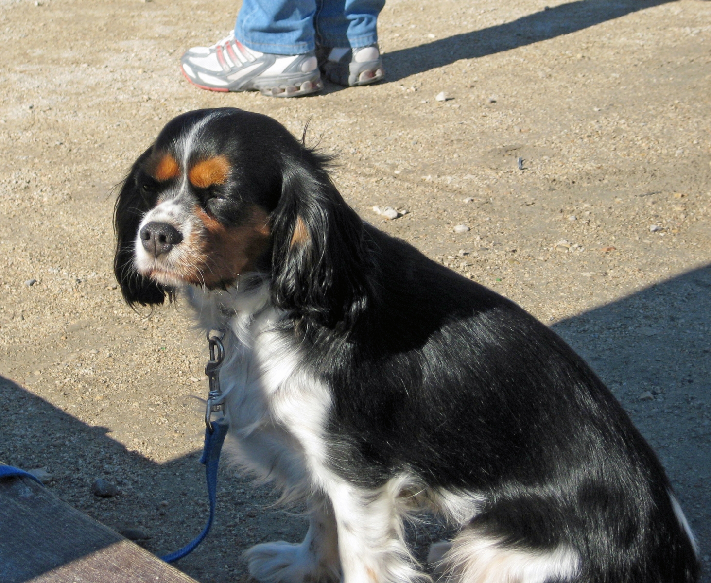 Dog in Barcelona