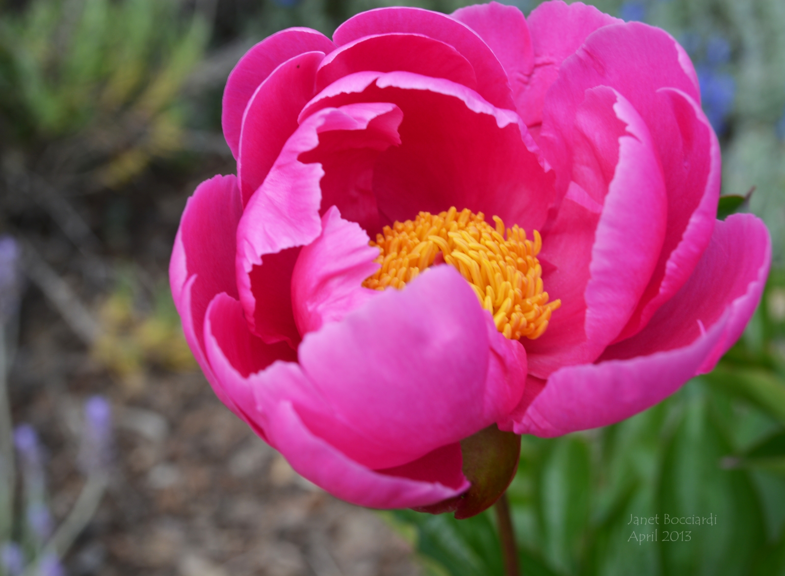 Bright Pink Peony