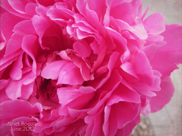 Pink peony blossom