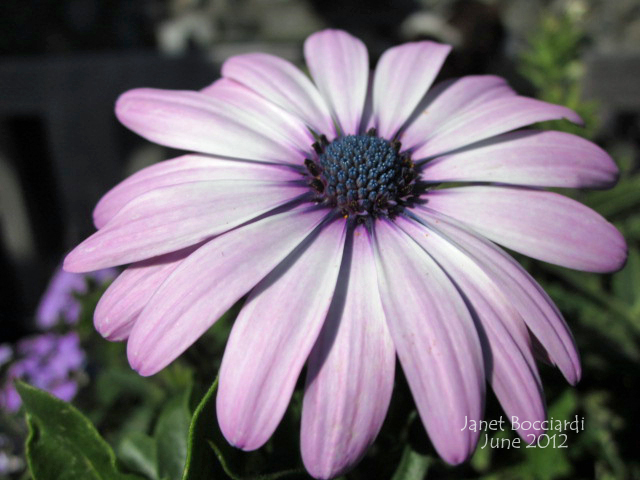 Purple Daisy