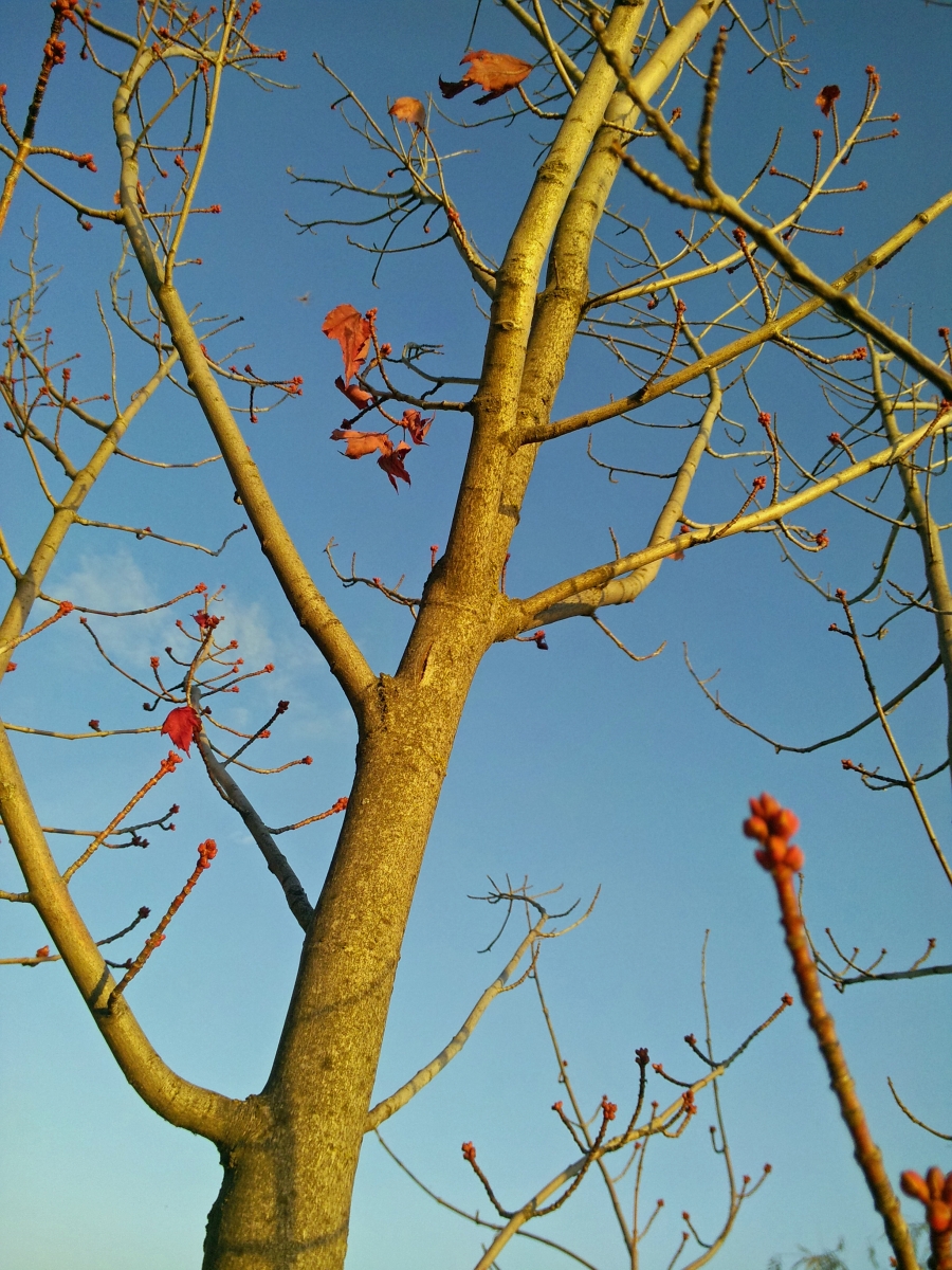 Red Maple budding
