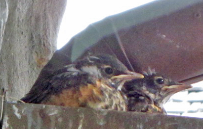 Robin fledglings in nest