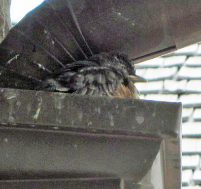 Baby robin not ready to fledge