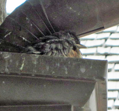 Baby robin not ready to fledge