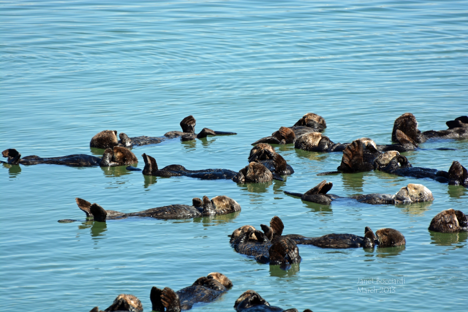 Romp of Otters, Moss Landing, CA