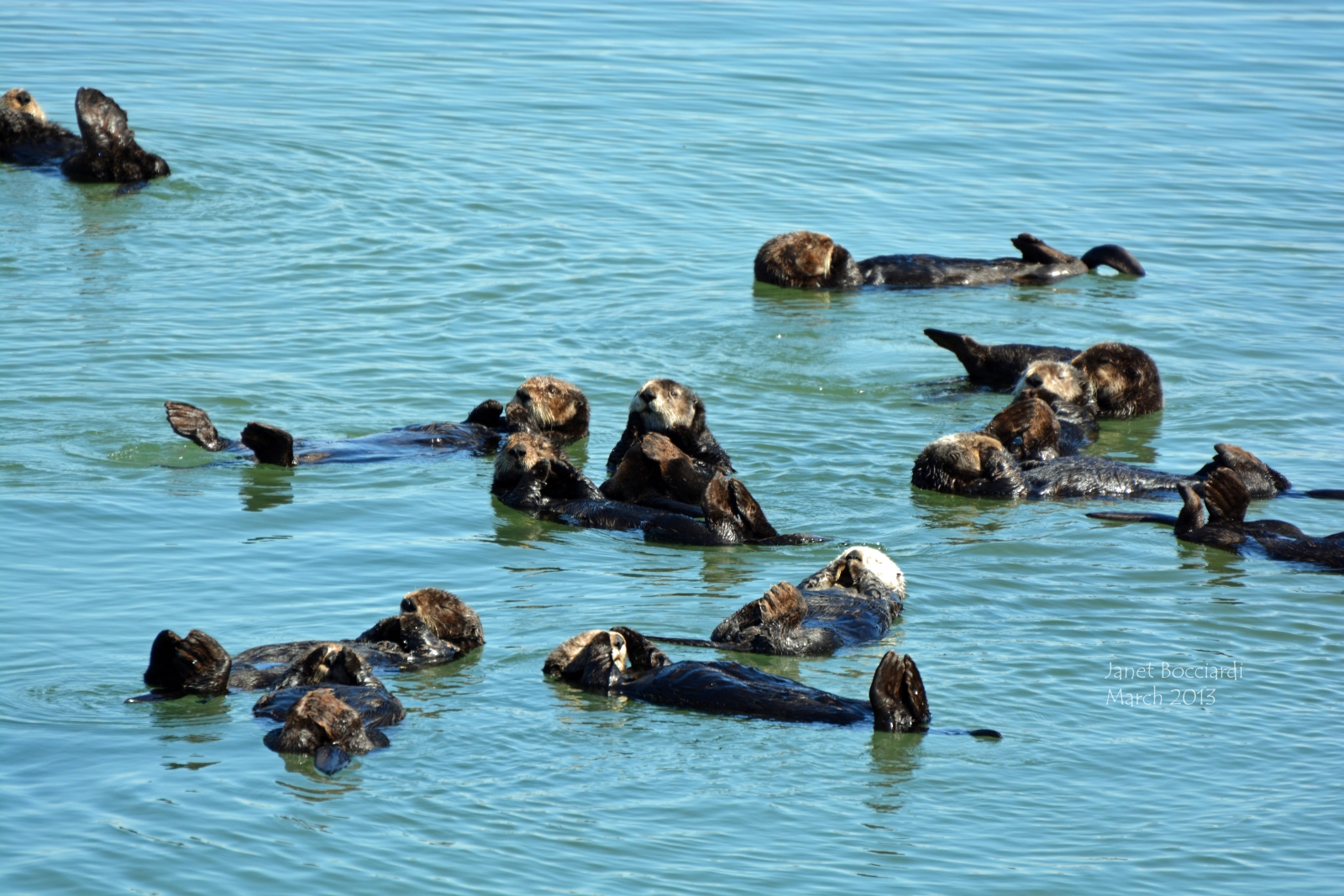 Romp of Otters, Monterey Bay, CA