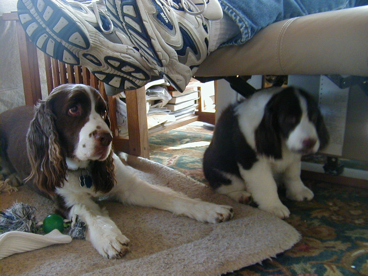 English Springer Spaniel puppy and older dog