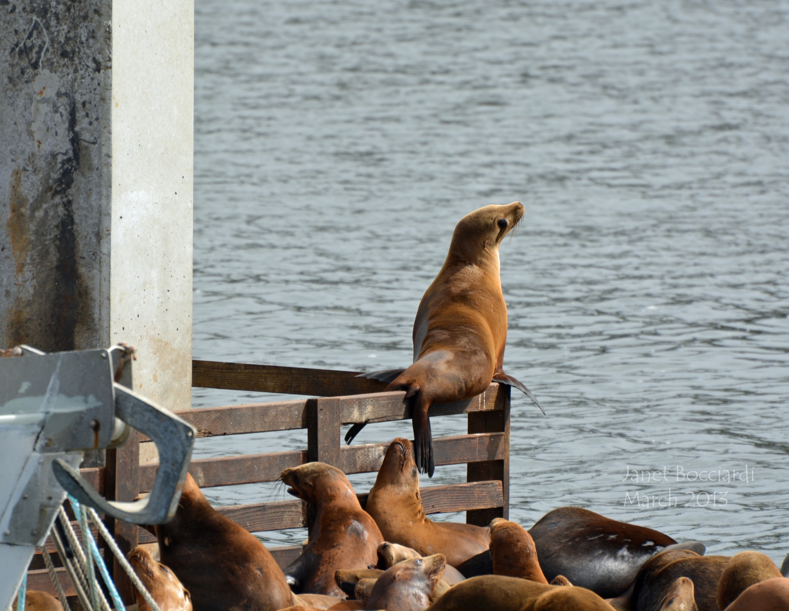 Sea Lions at Moss Landing.