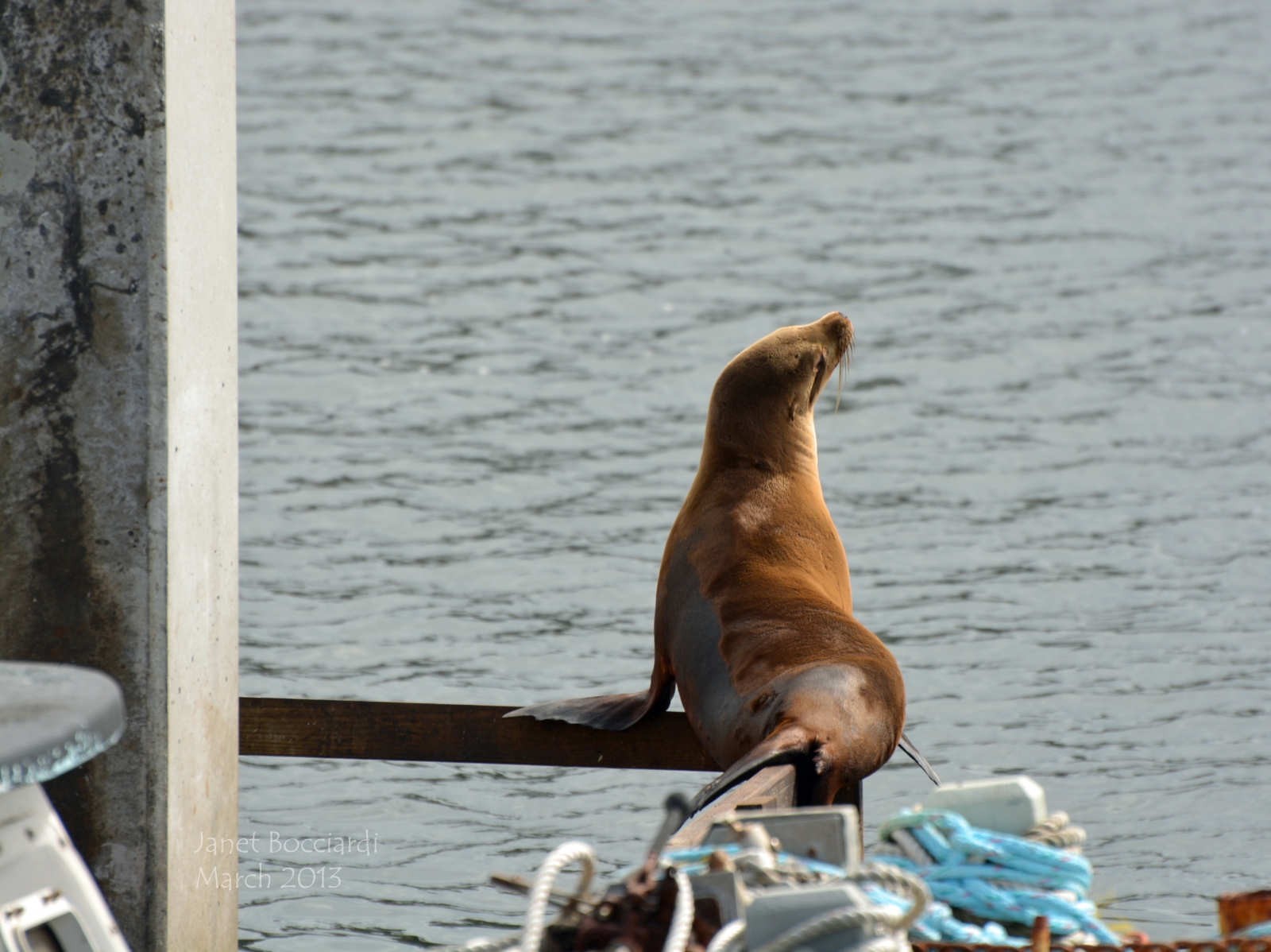 Sea Lions at Moss Landing.