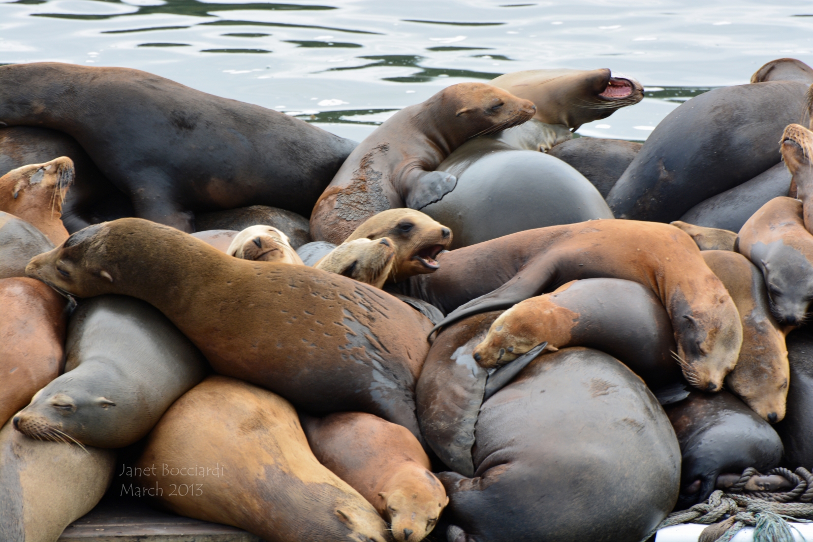 Sea Lions, Moss Landing, CA