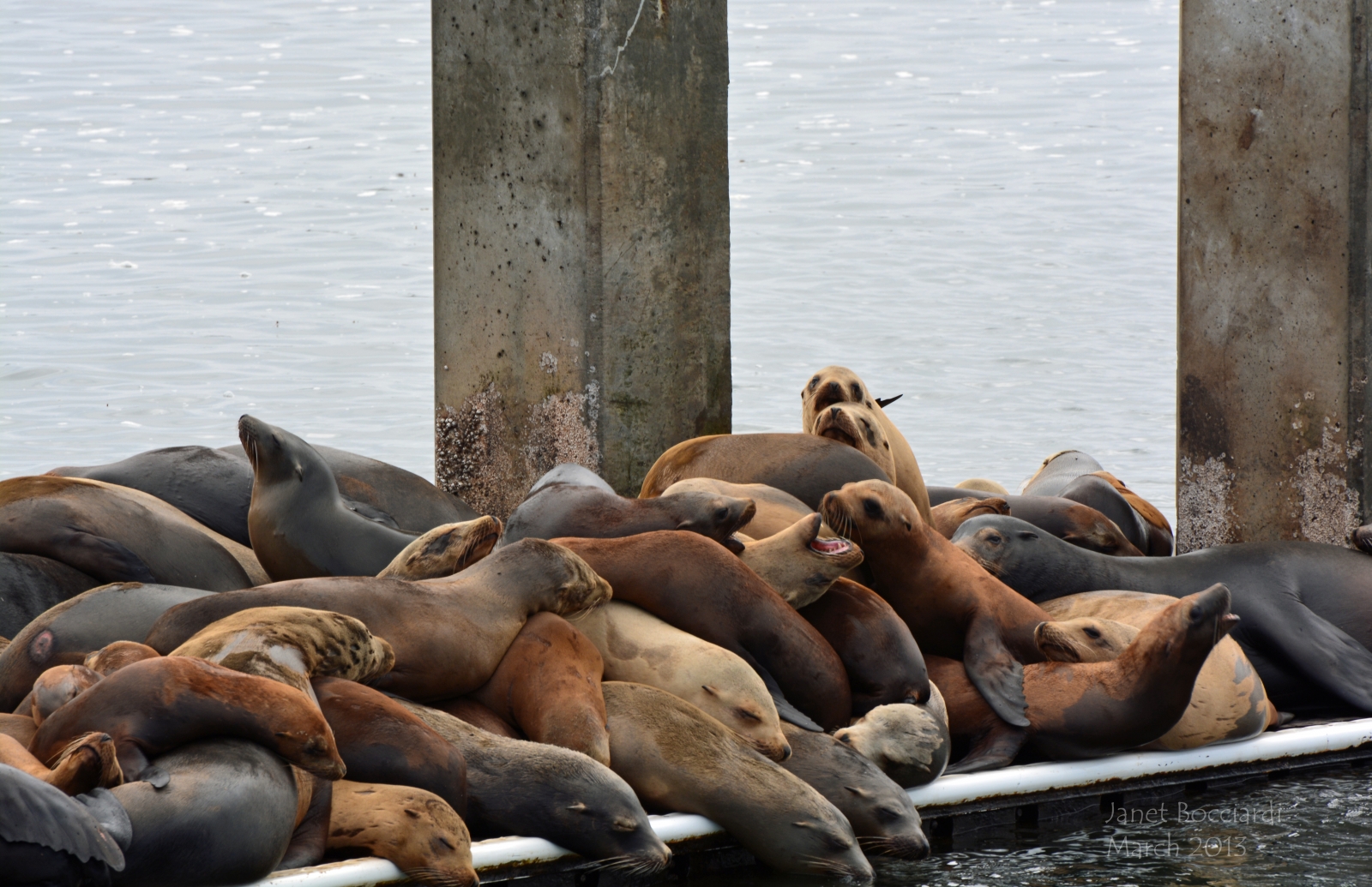 Sea Lions at Moss Landing.