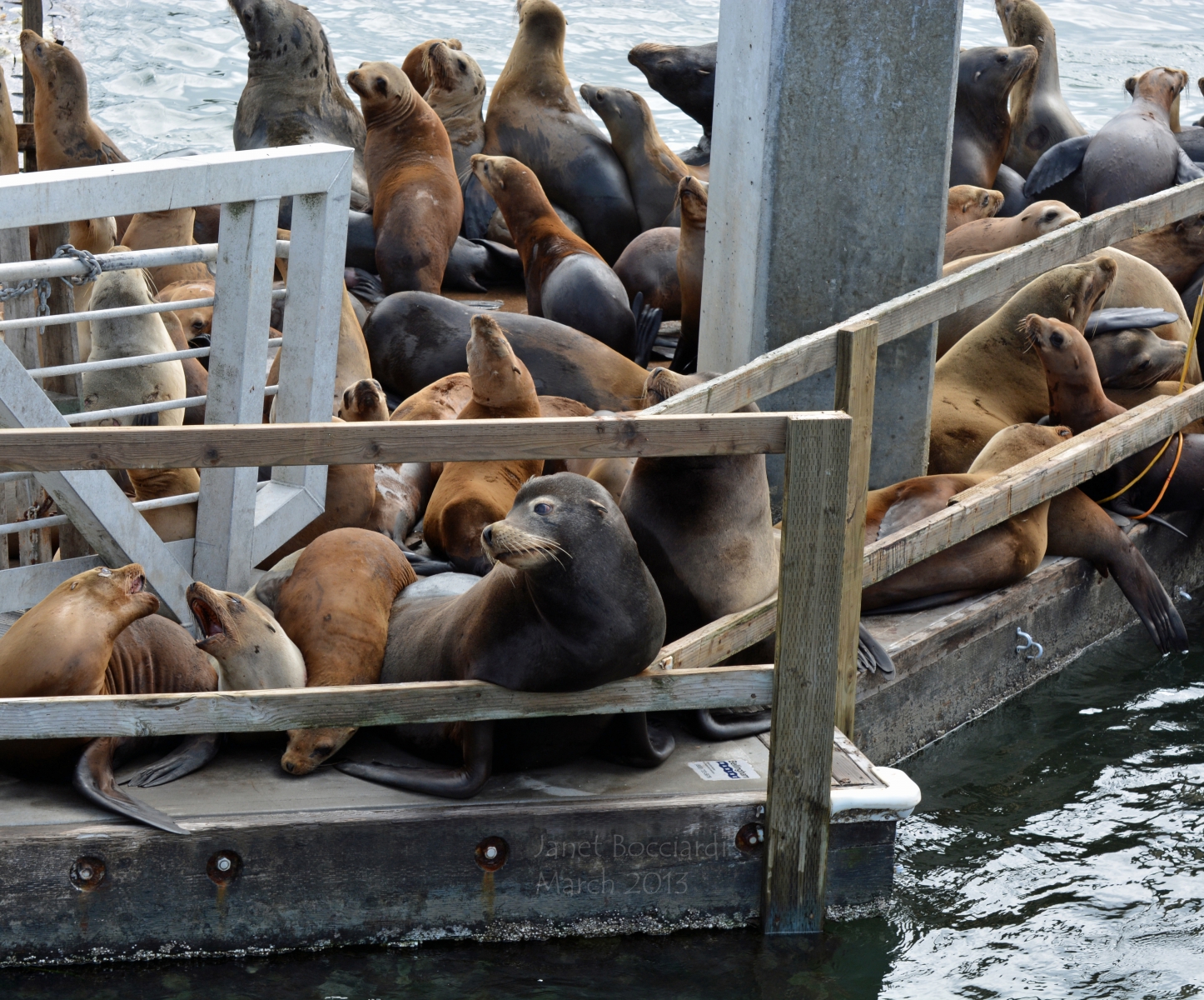 Sea Lions at Moss Landing.