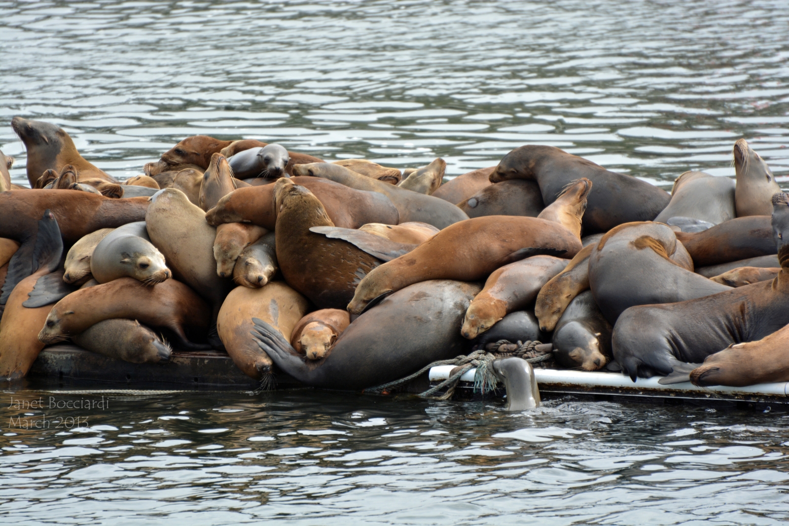 Sea Lions at Moss Landing.