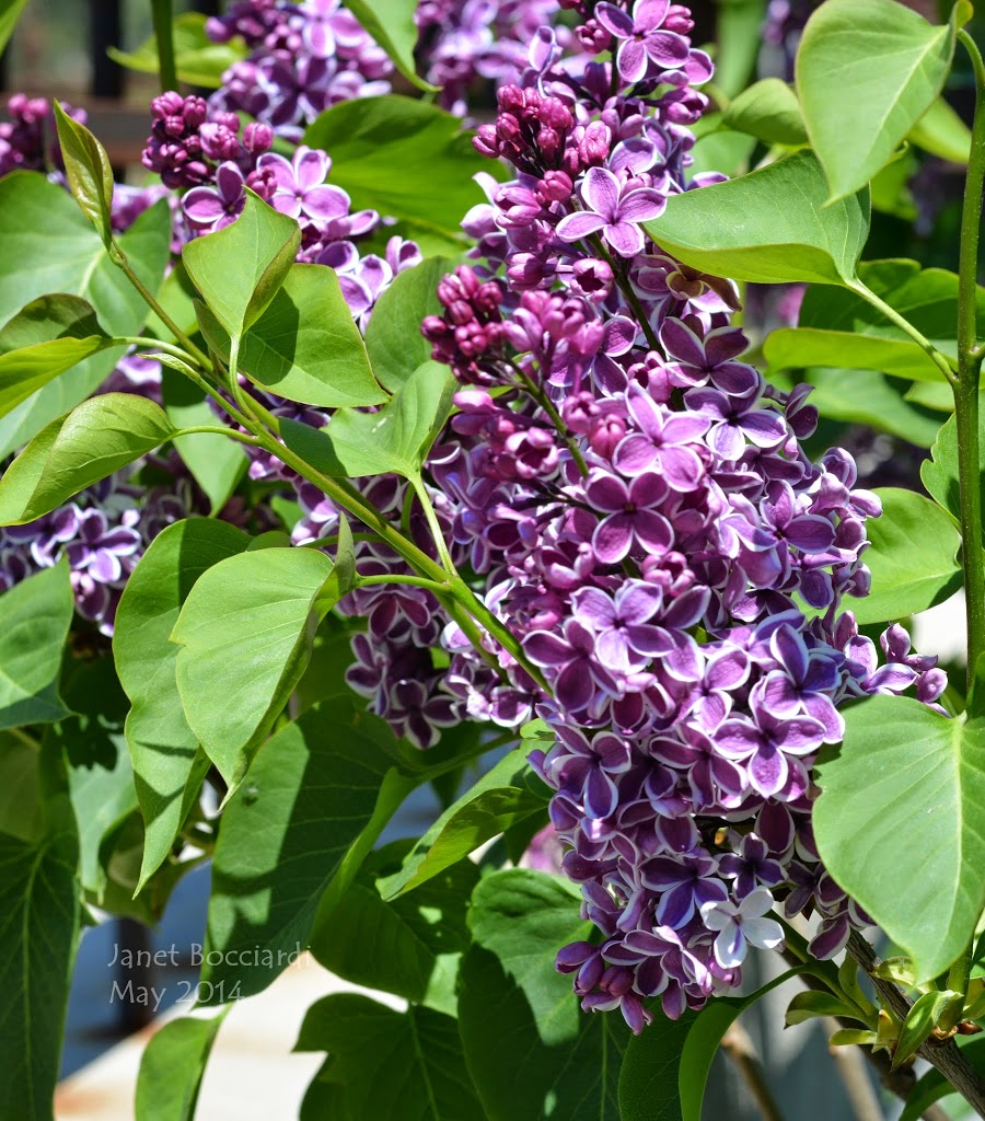 Lilac close up