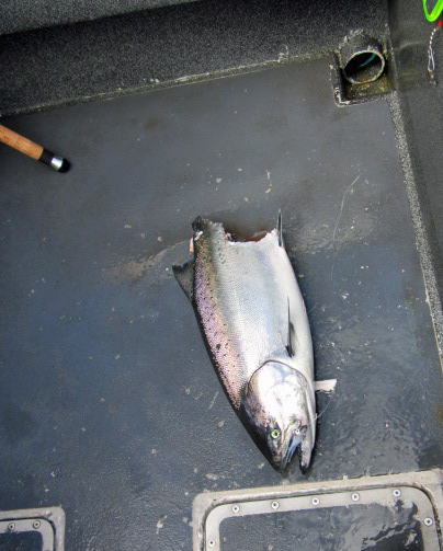 Shark bites tail and half of body off Chinook