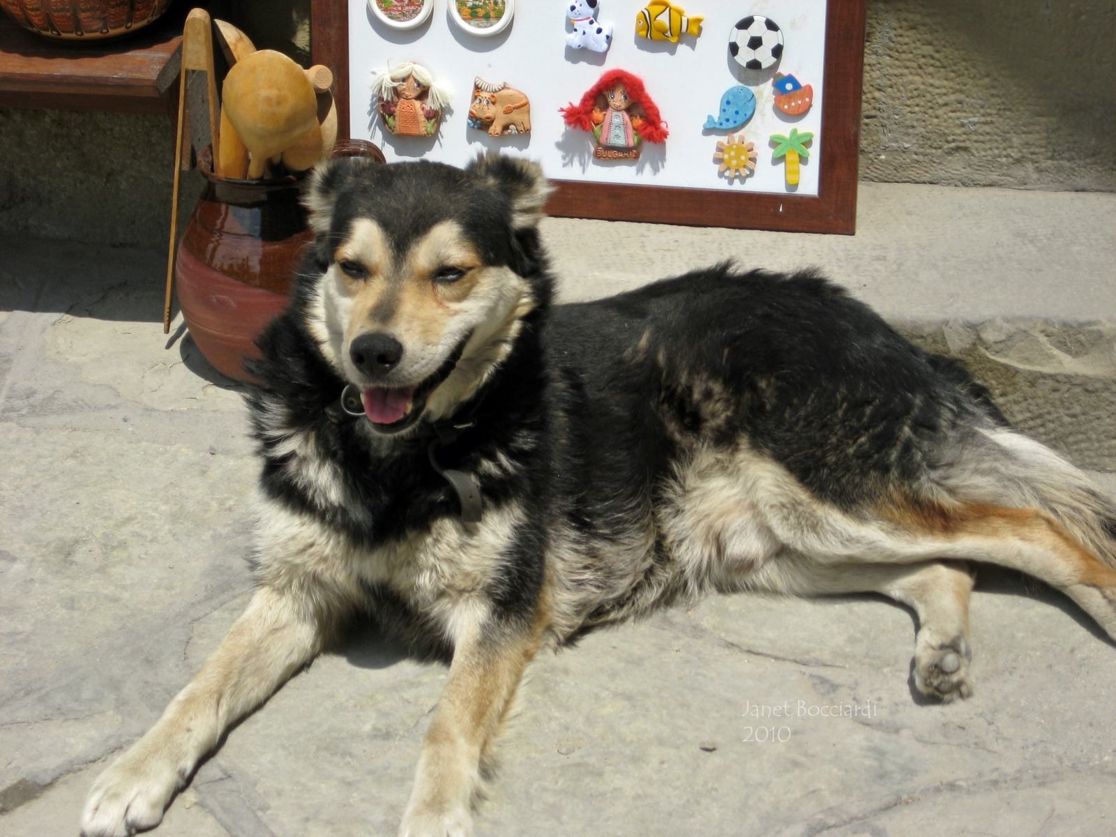 Dog in Bulgaria
