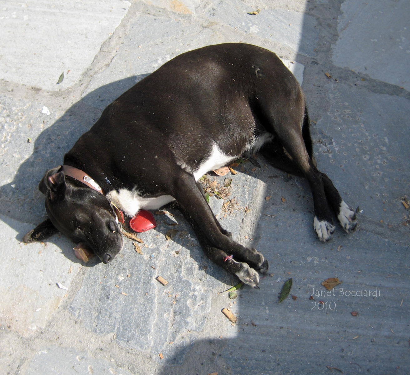 Dog in Santorini
