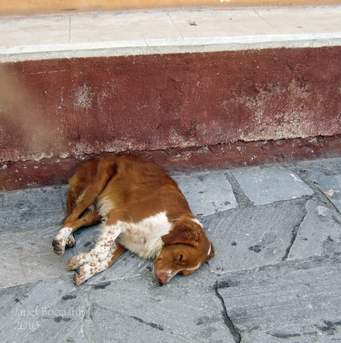 Dog in Santorini