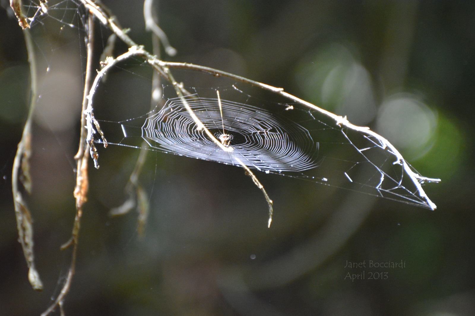 Spider Web in the forest