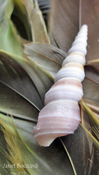 Spiral shell on feathers