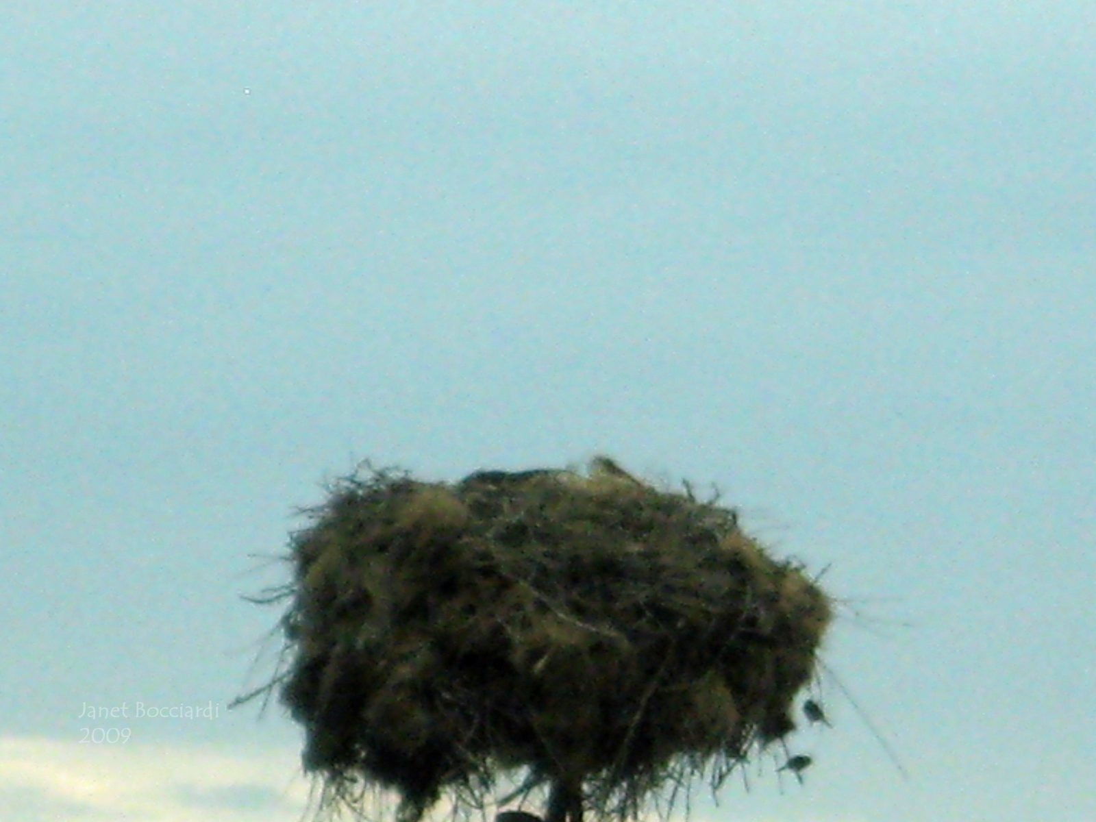 Stork nest, Bulgaria