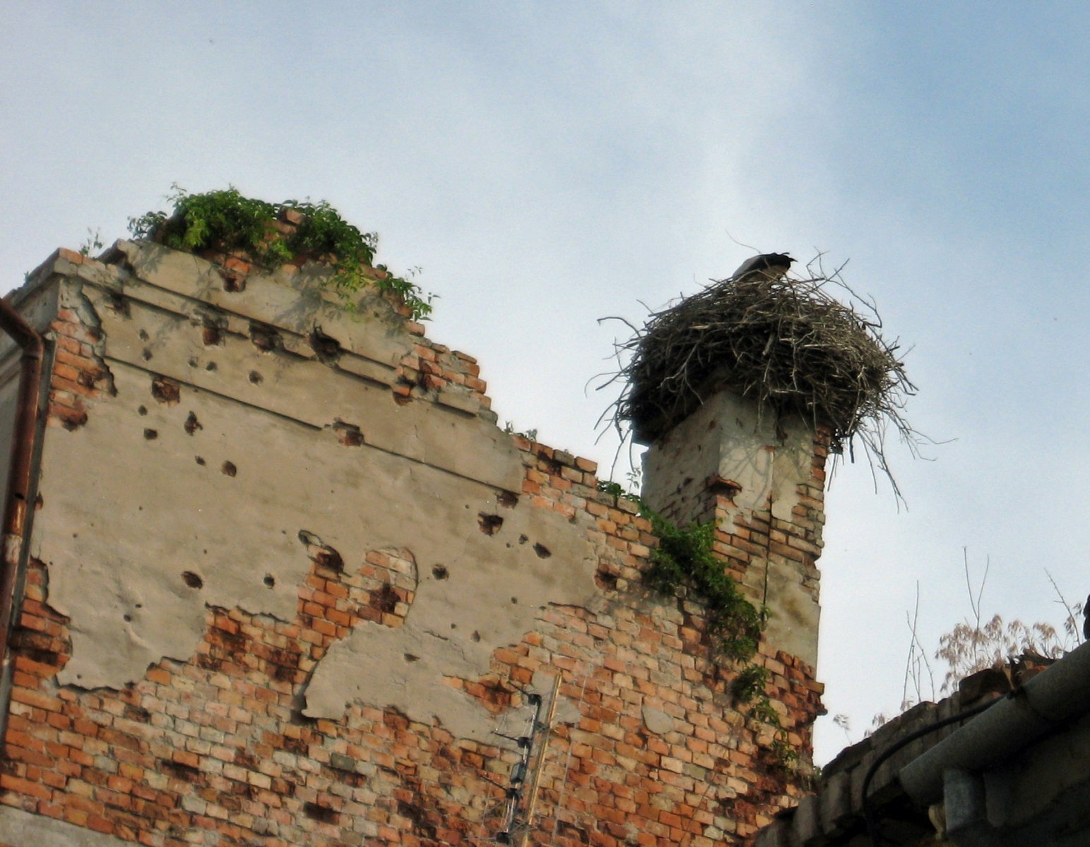 Stork in nest, Vukovar, Croatia