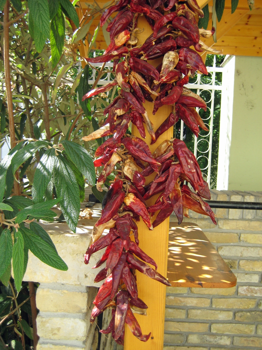 Sweet paprika drying, Kalocsa, Hungary