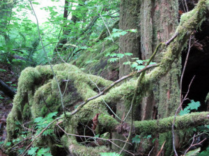 Mossy Tree