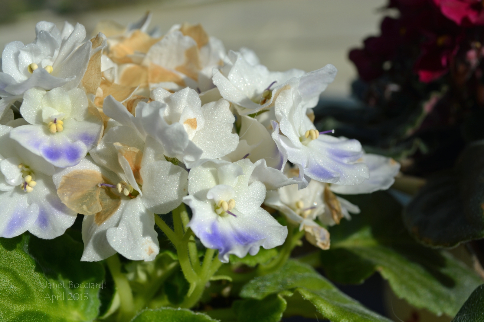 White African Violet