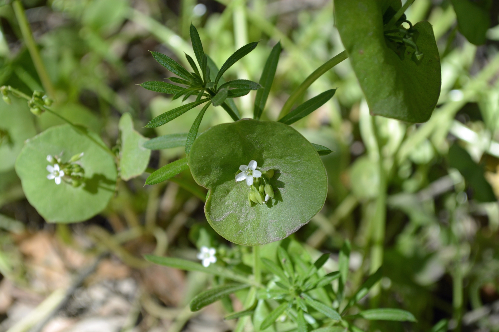 White Flower wildflower