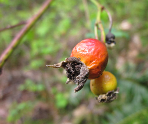 Red wintered seeds