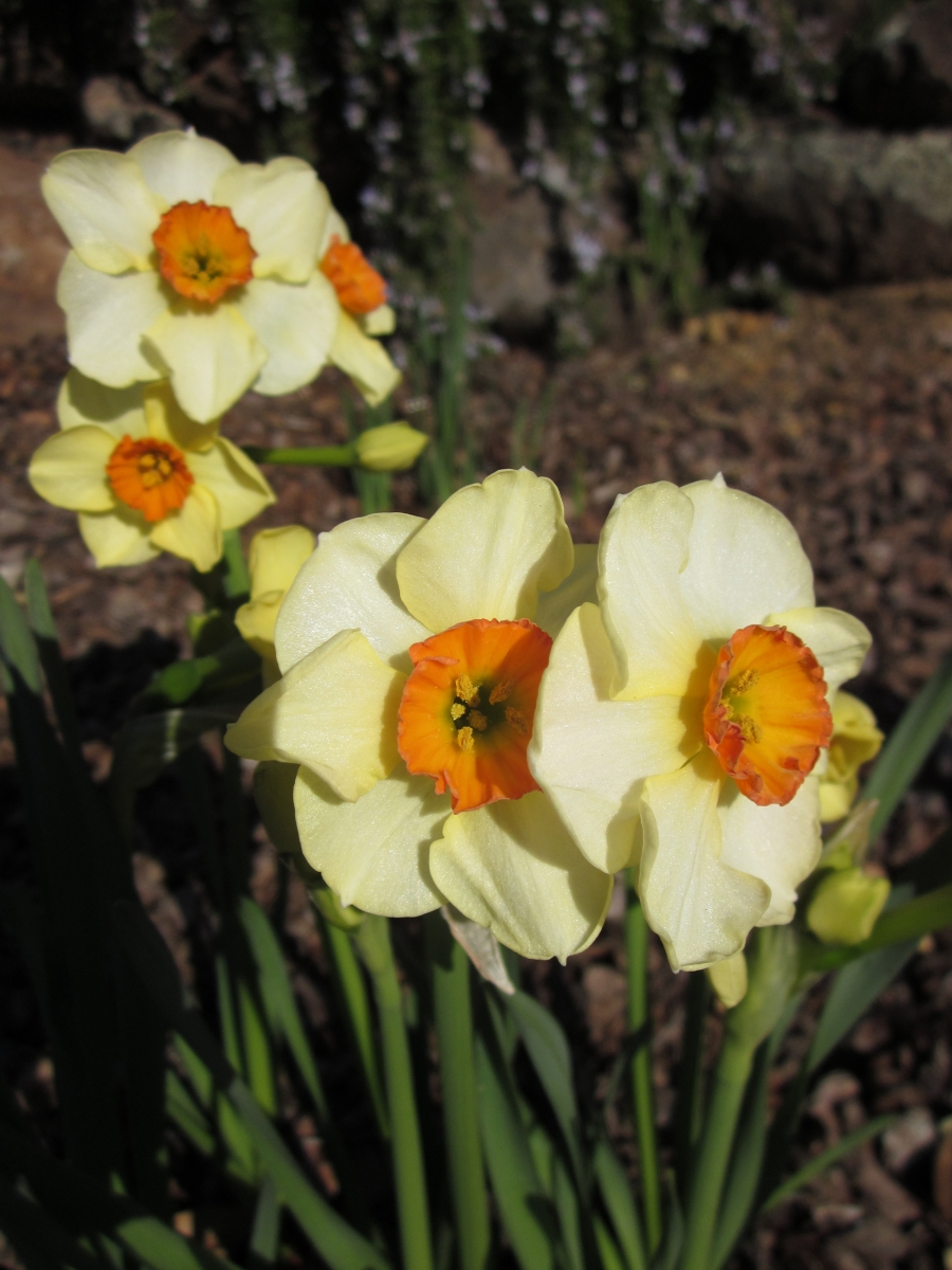 Daffodils