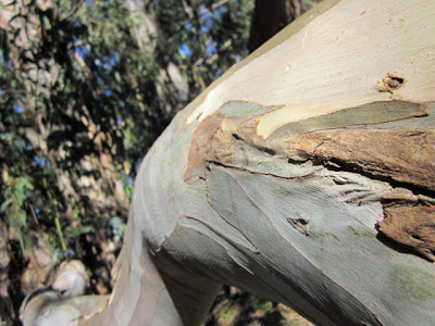 Eucalyptus up close