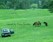 Serbian horses and vintage car 5X7 photo - lindseyzanchettin