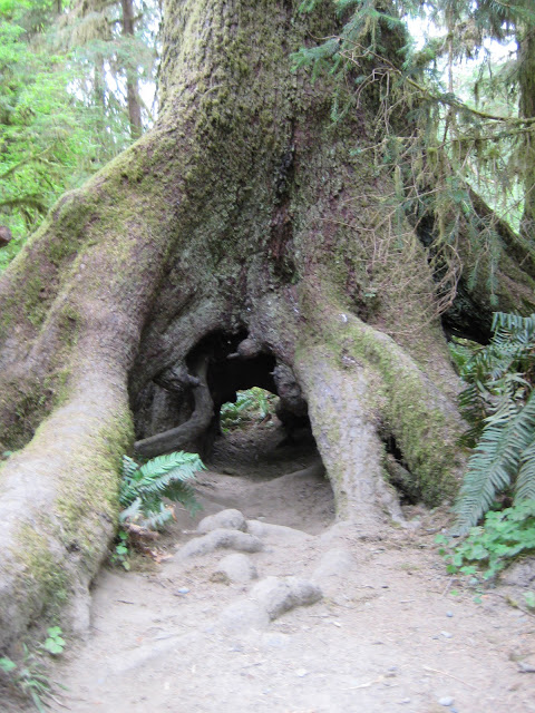 Hoh Rain Forest