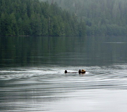 Otter swimming in Quatsino Sound, BC