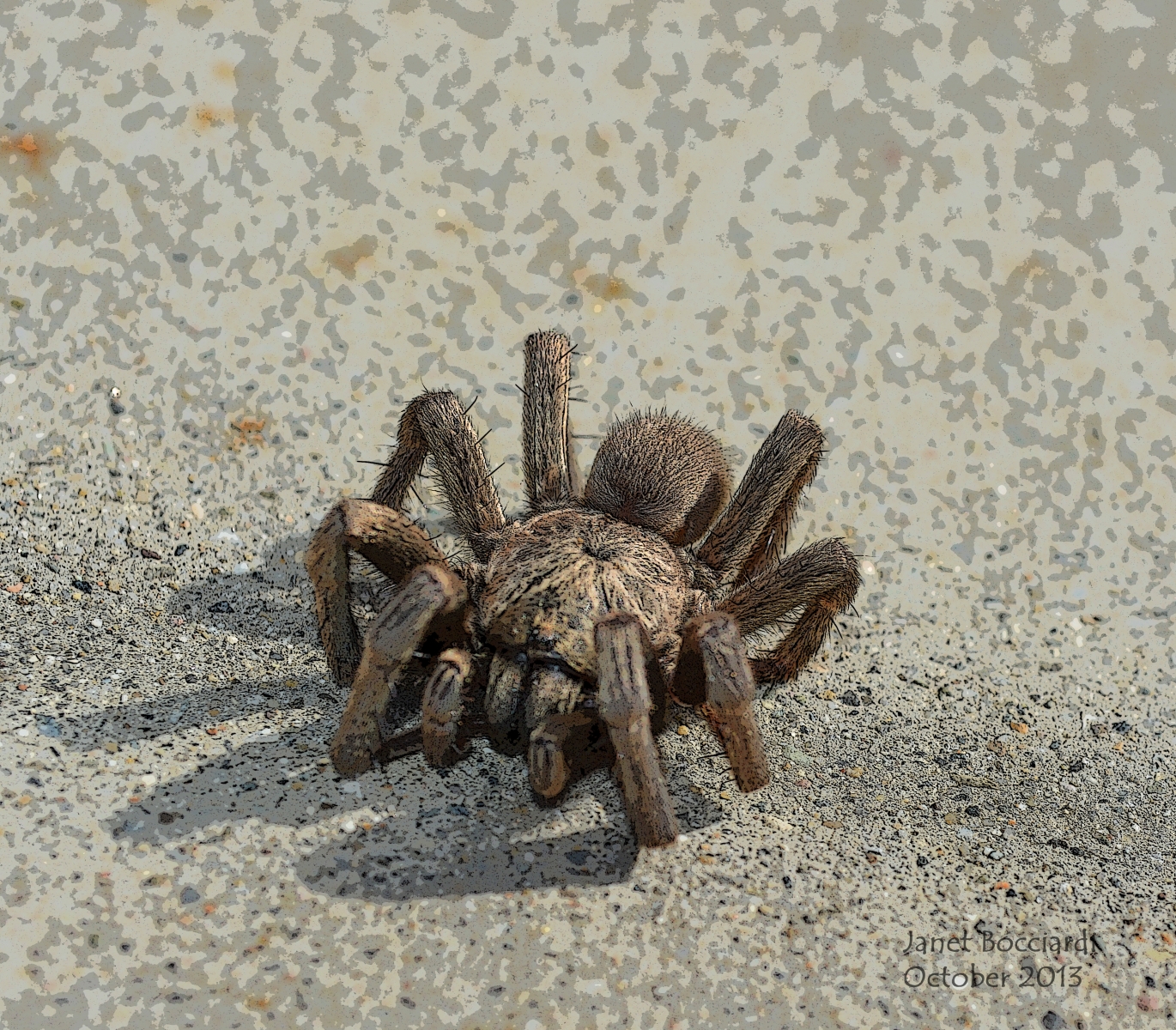 Tarantula