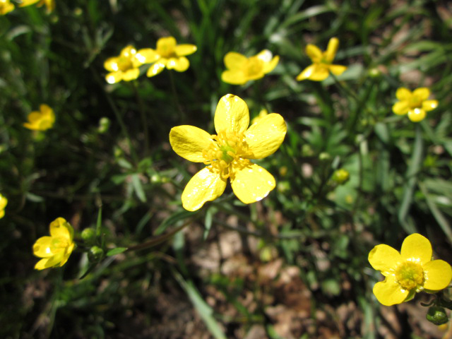 Yellow wildflower