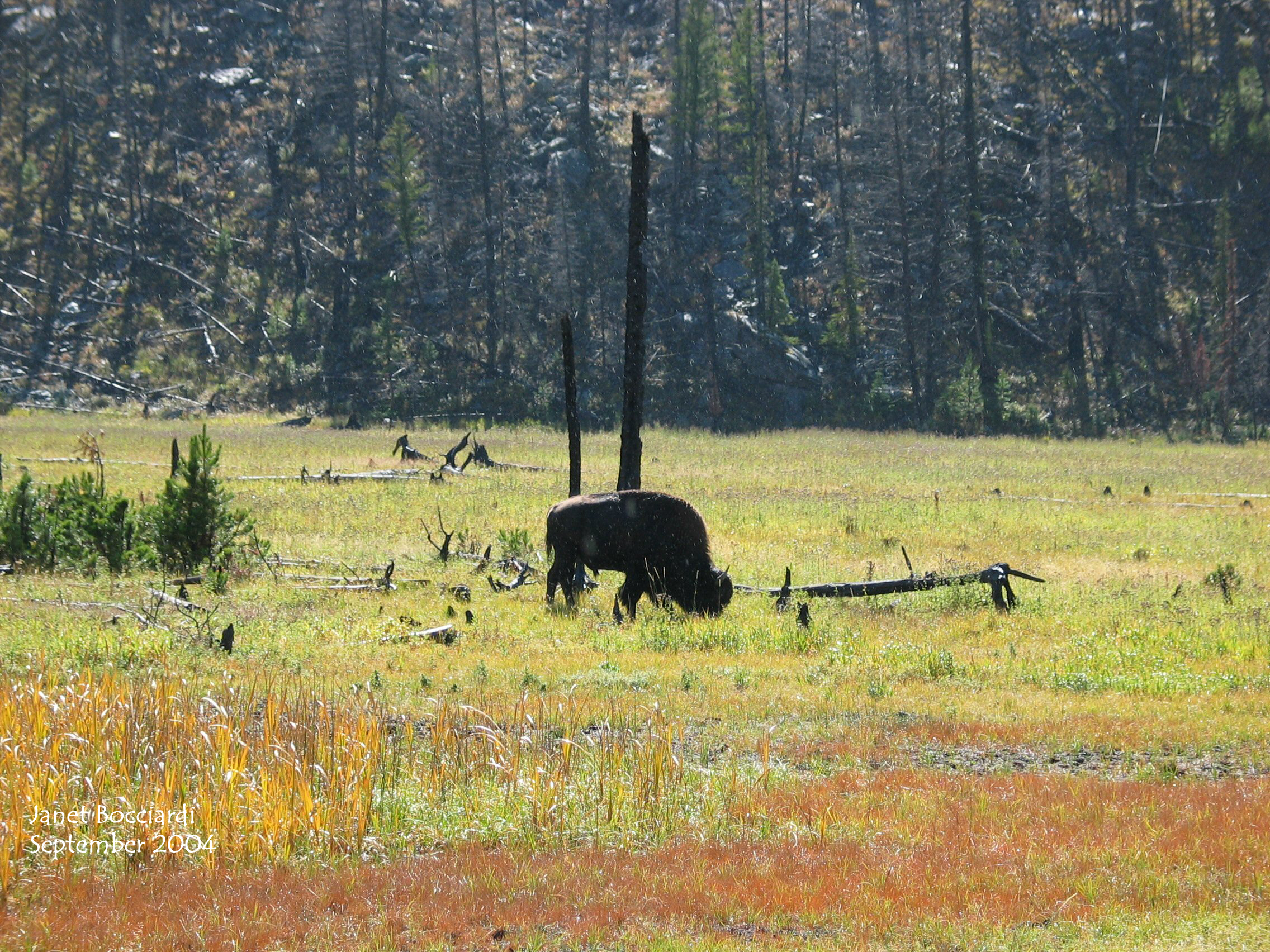 Bison in meadow at Yellowstone