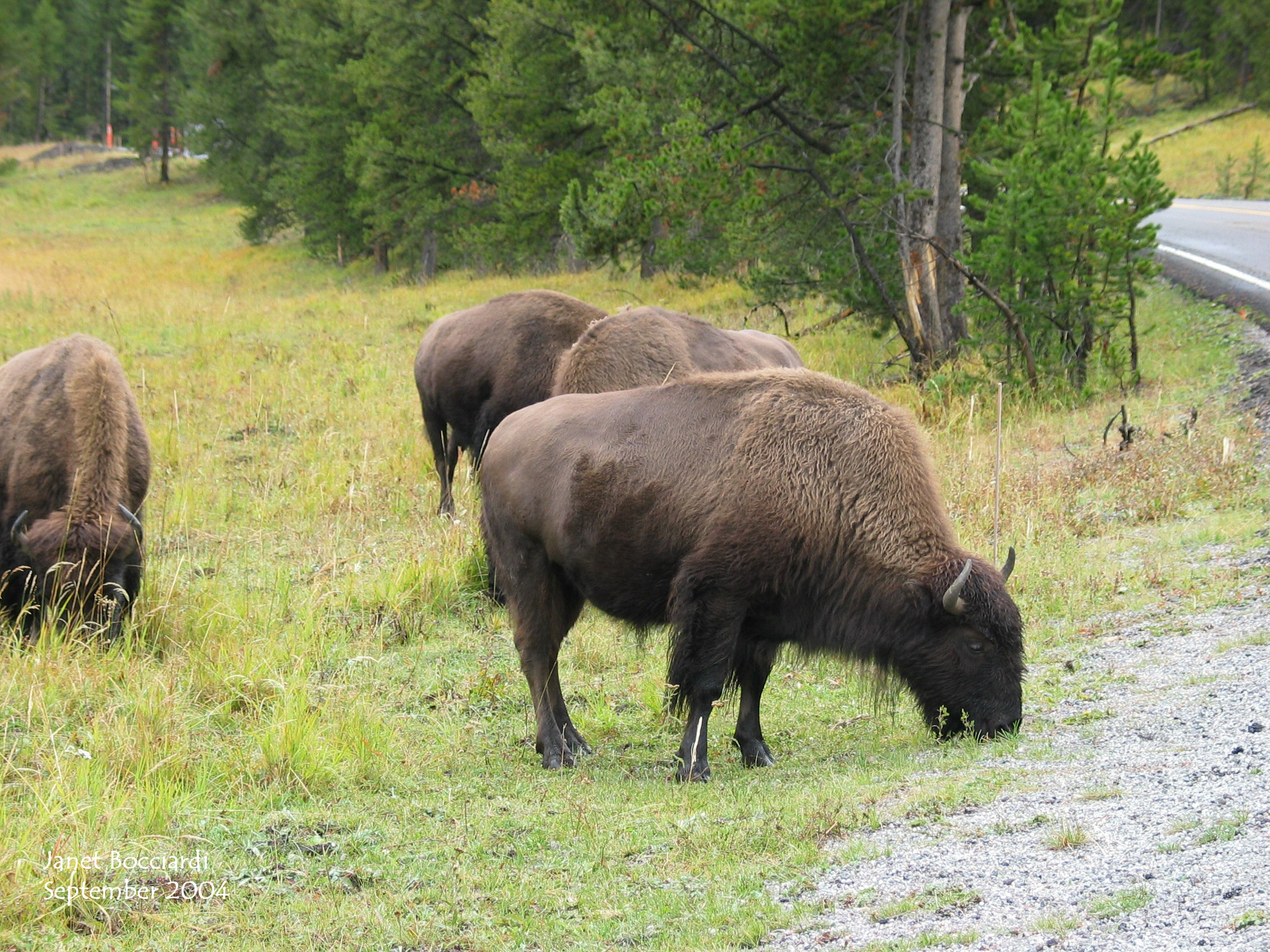 Bison Yellowstone